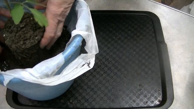 Вторая пересадка ранних томатов смотреть онлайн