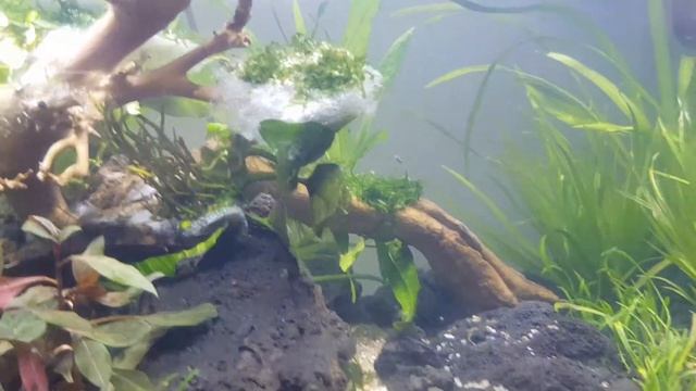 One day age tank смотреть онлайн