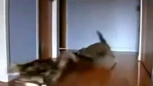 Кошки дрифтуют