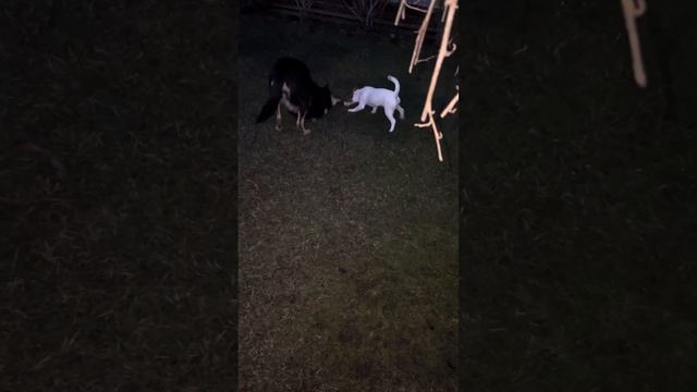 Чук и Гек! смотреть онлайн