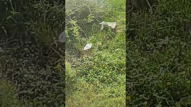 H.B.Colony Bhavanipuram, Vijayawada with Full dirty water and ground water pollution and musqutos смотреть онлайн