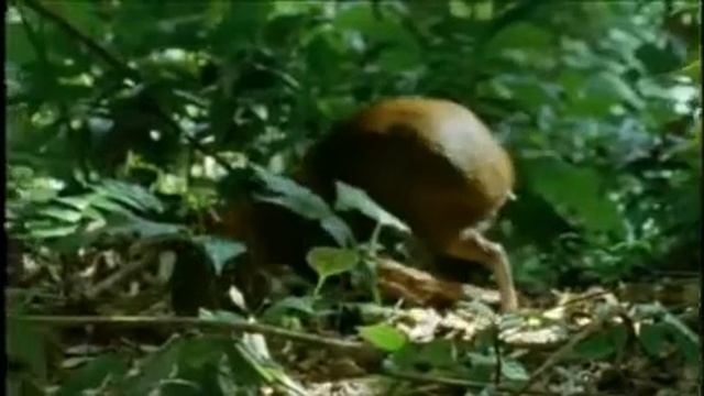 The Agouti смотреть онлайн