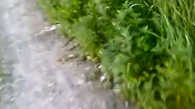 В поисках дикой обезьяны смотреть онлайн