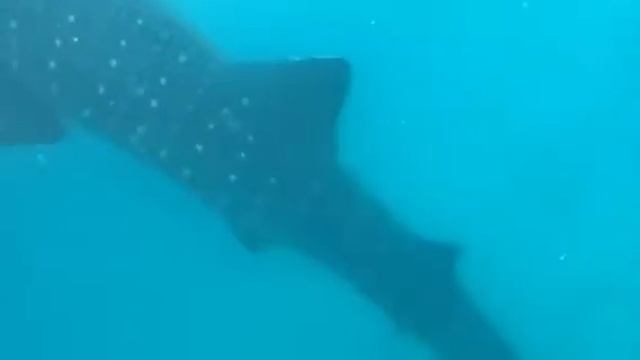 Whale shark смотреть онлайн