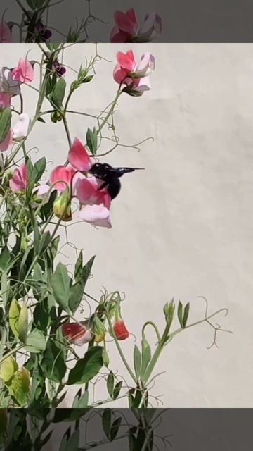 #Black Hornet Bee смотреть онлайн