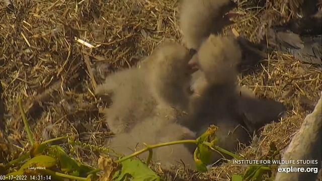 West End Eagles ~ Adorable TRIPLET Wing Hugs & Tushes! 🐤🐤🐤 Cuties Watching Dad! 3.17.22 смотреть онлайн