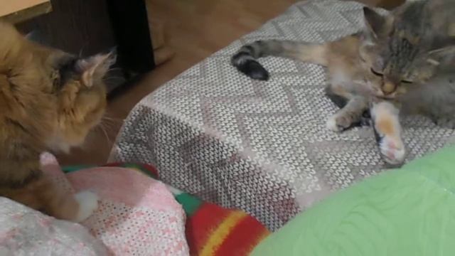 Кошка Подушка учится у кошки Ромашки:) смотреть онлайн