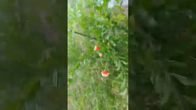 Вот мы и дома, весь мёд собрали смотреть онлайн