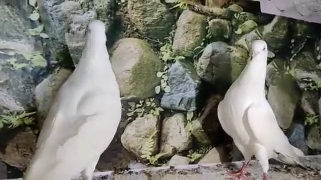 💕❤pure white tara pair 😍❤|| #fyp #youtube #viral #video #trending #explore #edit #kabootar смотреть онлайн