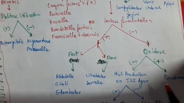 Gram Negetive Bacteria Lab Algorithm || Microbiology смотреть онлайн