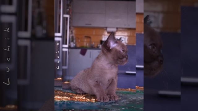 Бурманский котёнок Luchik Freya Way*RU смотреть онлайн
