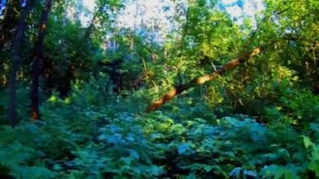 Пение птиц в лесу. смотреть онлайн
