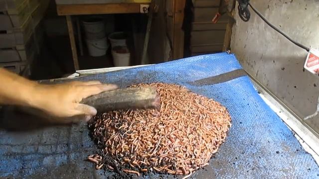 Бизнес. Разведение Дендробены .Закладка маточника. 3часть . смотреть онлайн