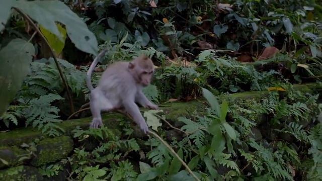 мартышки. смотреть онлайн