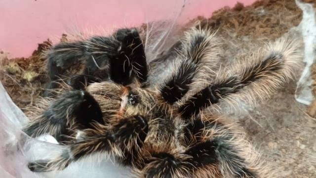 Tarantula feeding and guessing game смотреть онлайн