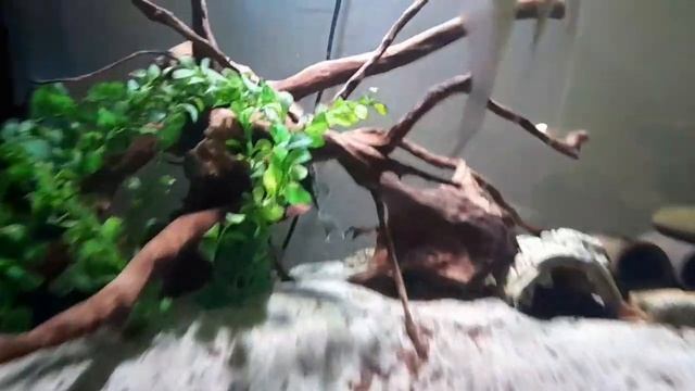 Моя первая Арована Джардини / Arowana Sclerepages Jardinii