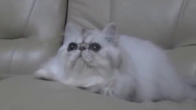 BooFooWoo Princess Kanon смотреть онлайн