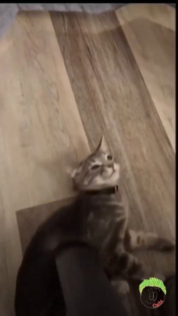 САМЫЕ СМЕШНЫЕ ВИДЕО / ПРИКОЛЬНЫЕ ПОДБОРКИ ЖИВОТНЫХ смотреть онлайн