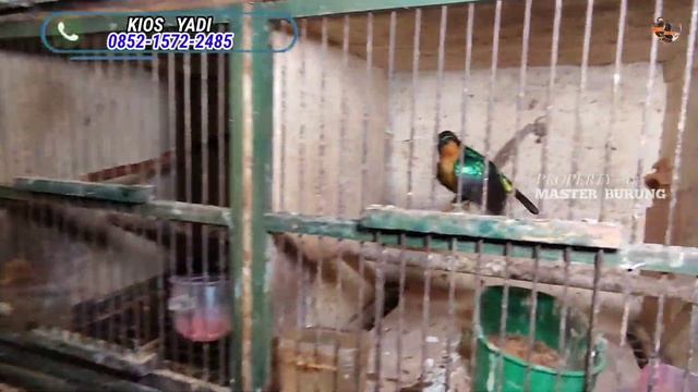 KIOS REKOMEND!! BURUNG GACOR DIJUAL BAHAN BURUNG LANGKA DIJUAL MURAH PASAR BURUNG PRAMUKA смотреть онлайн