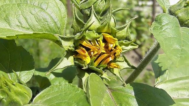 ЮНЫЙ ПОДСОЛНУШЕК ГОТОВИТСЯ РАСКРЫТЬСЯ смотреть онлайн