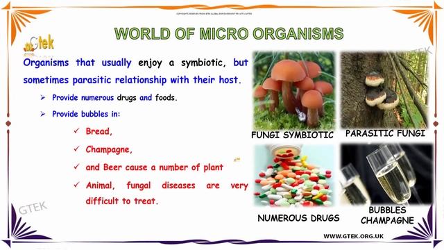 Microorganisms | World of Microorganisms | 8th Class Biology | Microorganisms Class 8 cbse смотреть онлайн