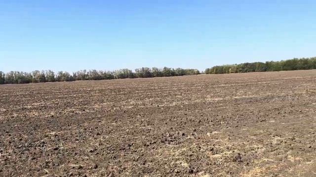 Озимая пшеница 2025. Предшественник лён. смотреть онлайн