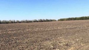 Озимая пшеница 2025. Предшественник лён.