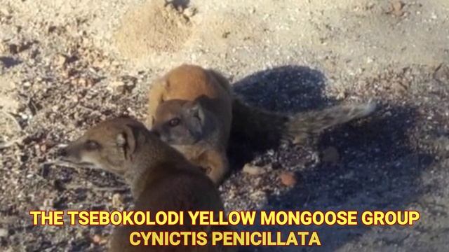 MONGOOSES AT WAR! MONGOOSE MAGIC MOMENTS - TSEBOKOLODI YELLOW MONGOOSES CYNICTIS PENICILLATA смотреть онлайн