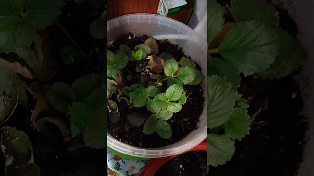 Радость Приносит Мир.