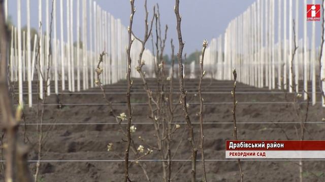 На драбівщині відроджують мойсівські сади смотреть онлайн