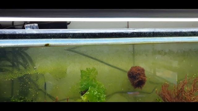 All My Tanks MEGA UPDATE | Bangaii Eggs & More смотреть онлайн