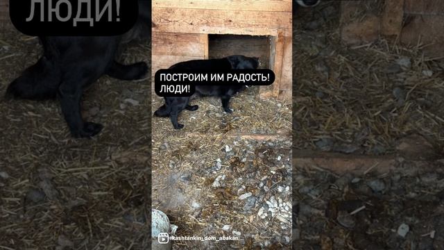 Сказки из жизни. Приют.Сибирь.вольеры.бетон.срочно помощь.89135440512 смотреть онлайн