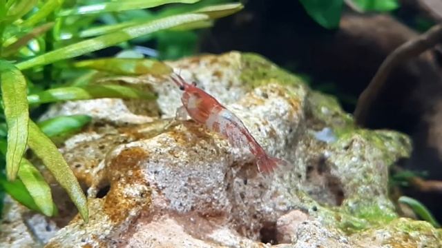 #planted tank #bumblebee #shrimps #breeding #tropica #hob filter #dragon rocks #aquascaping смотреть онлайн