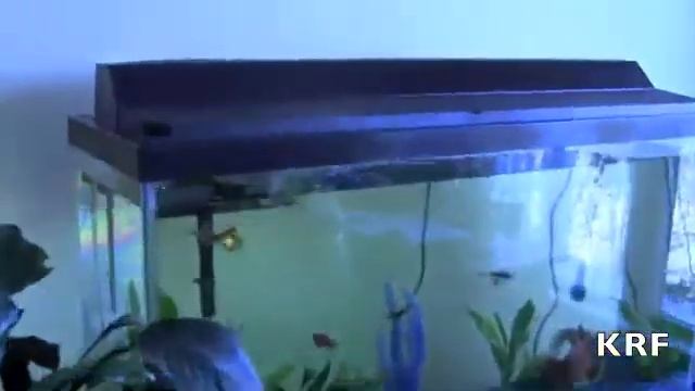 Jewish Penicillin Chicken Soup🐔 смотреть онлайн