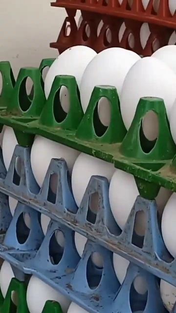 white egg смотреть онлайн