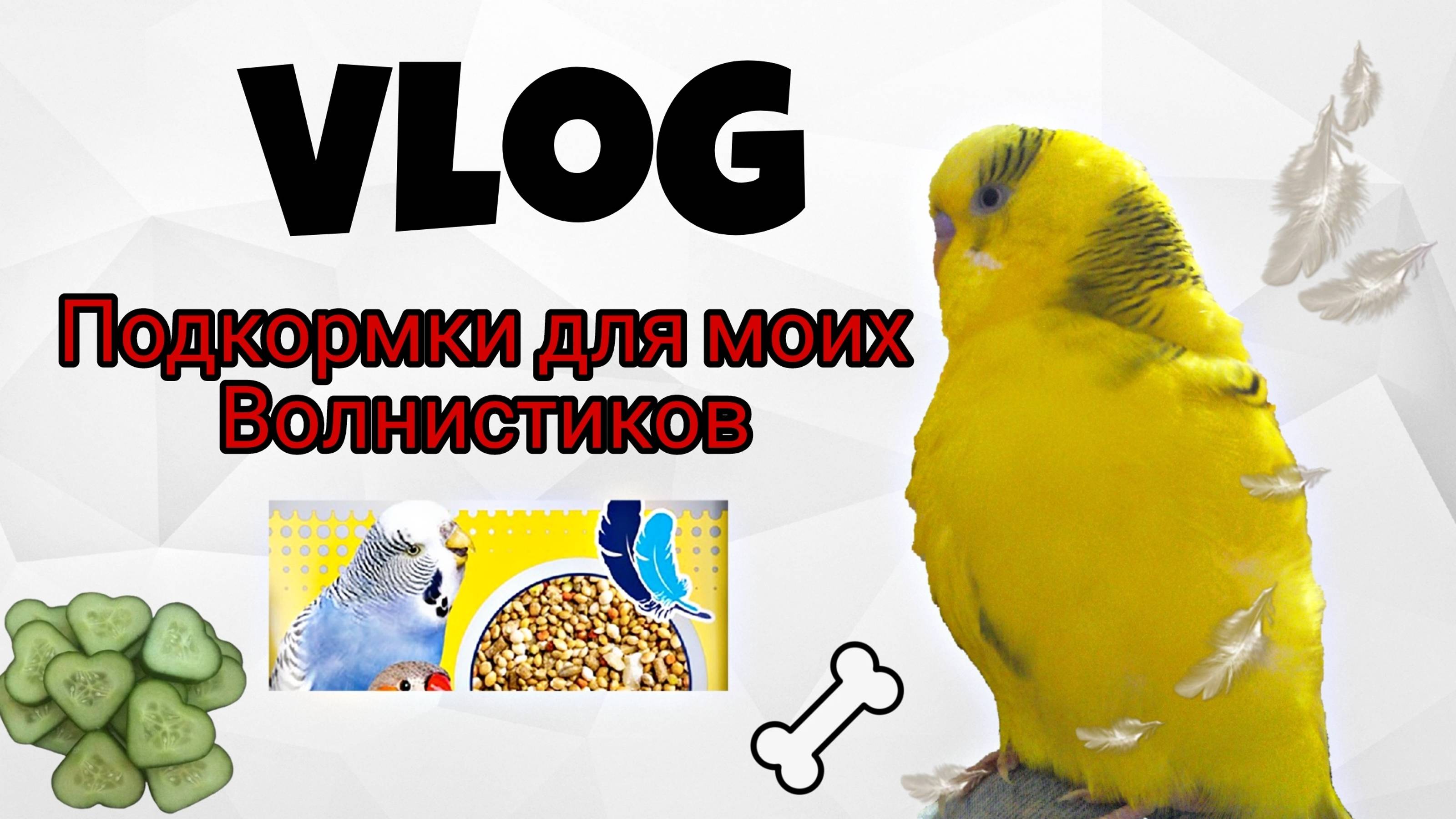 VLOG / ВЛОГ Подкормки для моих волнистых попугаев. Чем я еще их дополнительно кормлю. смотреть онлайн