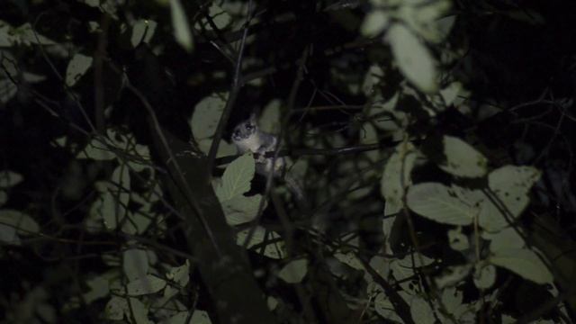 Finding Leadbeater's Possum смотреть онлайн