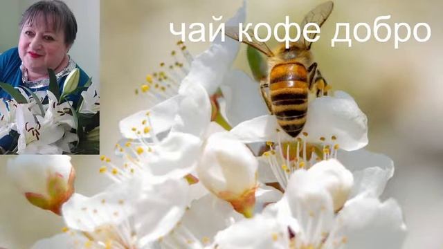 Стрим+Бот ,знакомство общение смотреть онлайн