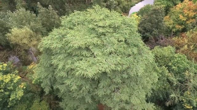 Cedar of Lebanon Climb смотреть онлайн