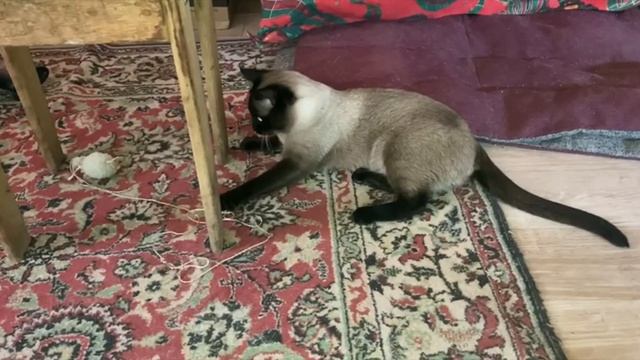 НАПАДАЕТ!!! СИАМСКИЙ КОТ ПАНДА И ЕГО ОВЧАРКИ И ИГРУШКИ!!! смотреть онлайн