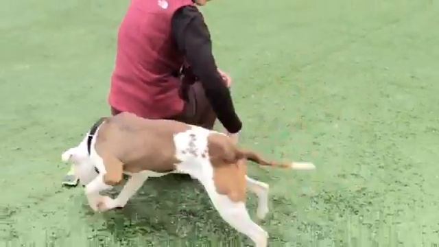 Video of adoptable pet named Radar смотреть онлайн