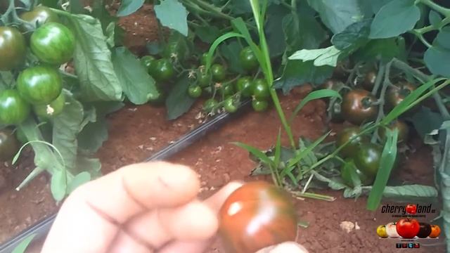 Tomate Cherry BLACK ZEBRA