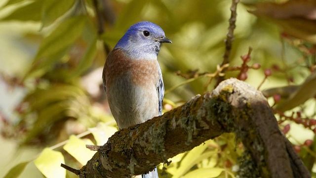 Музыка для молитвы. Сборник 1 смотреть онлайн