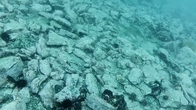 Богатства японского моря. Дайвинг Владивосток. Дайвинг в Приморье. смотреть онлайн