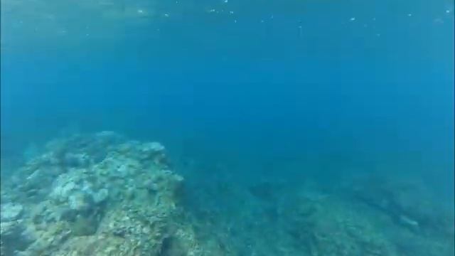 Shell Collecting Agat Bay Guam USA смотреть онлайн
