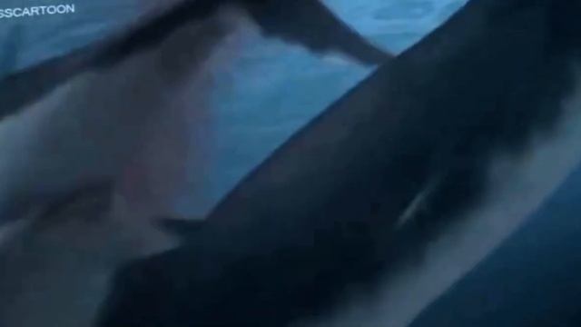 @MEGASHAEK2010s : OTODUS MEGALODON JURASSIC FIGHT CLUB 33 смотреть онлайн