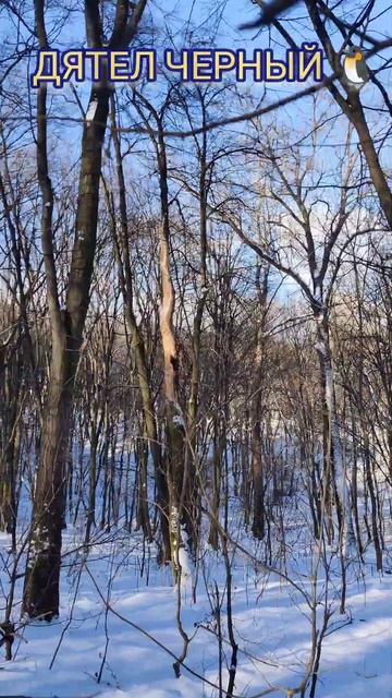 Winter Forest #Animals WildLife with Black #Woodpecker #Bird on Tree 4k Birds Lover Shorts Video смотреть онлайн