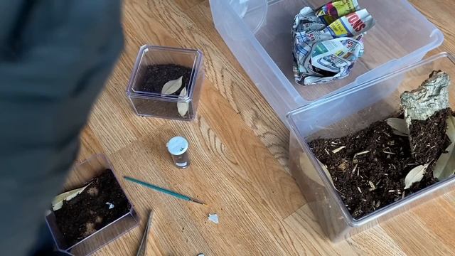 UNBOXING a *REAL* Brachypelma SMITHI (and comparing to my hamorii) смотреть онлайн