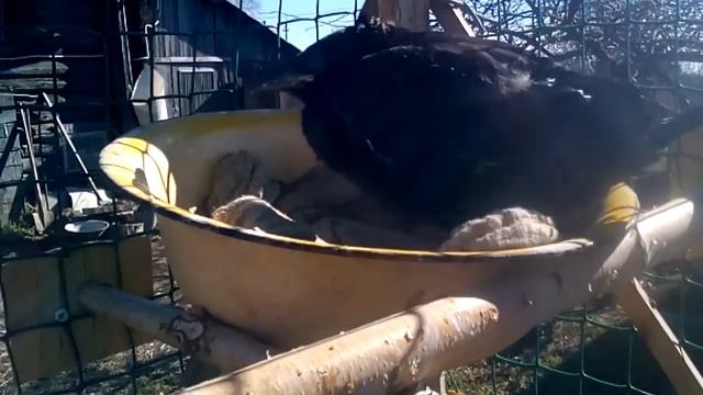 Ворон#11день. смотреть онлайн