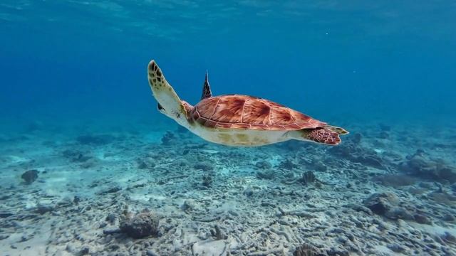 Музыка для молитвы. Сборник 2. смотреть онлайн